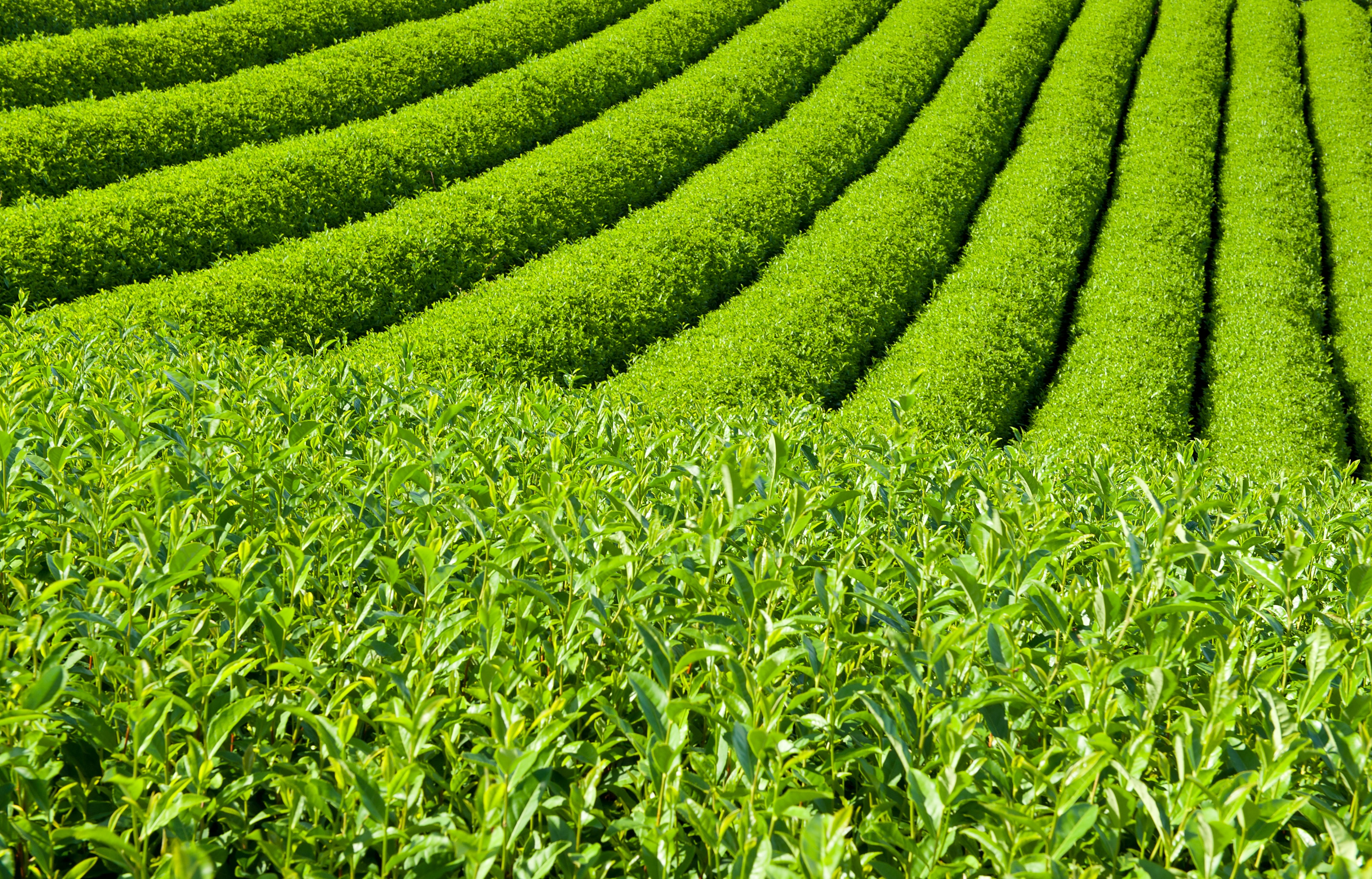 Rows of matcha green tea plants, in matcha field.