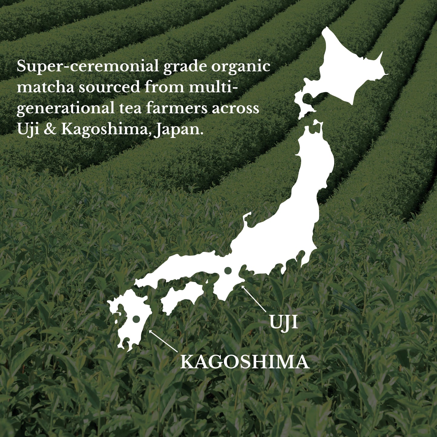 Focus - Organic Matcha Latte